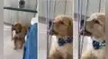 Perrito hace reír a los usuarios por su forma de distraerse mientras su dueña trabaja