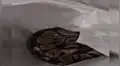 Mujer encontró una enorme pitón en su lavadora y pensó que era una blusa con estampado de serpiente [VIDEO]