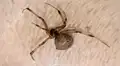 Mujer queda en shock al encontrar una araña viuda marrón y sus huevos escondidos en las uvas [FOTOS] 