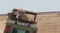 Turistas viven aterrador momento al ver a guepardo subirse a su auto [VIDEO]