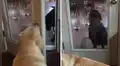 Perro celoso le cierra la puerta a su ‘hermano’ canino para recibir toda la atención de sus dueños [VIDEO]