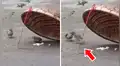 Pajarito arriesga su vida y entra a peligrosa trampa para alimentar a otra ave [VIDEO]