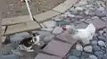 Gallinas ‘policías’ detienen una ‘pelea’ protagonizada por dos conejos en un corral [VIDEO]