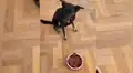 Hombre usa gracioso truco para hacerle entender a su perro que no puede comer chocolate [VIDEO]