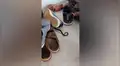 Joven intenta ponerse sus zapatos y capta a serpiente negra arrastrándose por el piso [VIDEO]