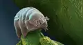 Tardígrados, los indestructibles ‘ositos de agua’ que ya ‘habitan’ en la Luna