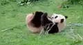 Facebook viral: graban a oso panda haciendo extraños movimientos y lo comparan con ‘Kung Fu Panda’ [VIDEO] 