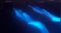 Hombre entra al mar y capta a delfines ‘brillando’ dejando rastros luminosos a su paso [VIDEO]