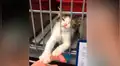 Pequeño gato abandonado ruega por ser adoptado y familia toma drástica decisión [VIDEO]