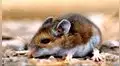 China reporta un muerto por hantavirus, transmitido por ratones de campo