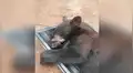 Facebook viral: joven encuentra enorme criatura dentro de su armario [VIDEO]