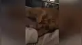 Gato tiene curiosa reacción para evitar que su dueño lo despierte de su siesta [VIDEO]