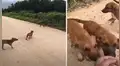 Halla a perros callejeros en desolada vía y los lleva a su casa para adoptarlos [VIDEO]