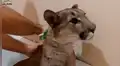 Chico baña a puma salvaje y la insólita reacción del depredador sorprende a miles [VIDEO] 
