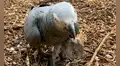 Zoológico saca de exhibición a loros por exclamar groserías a quienes iban a visitarlos [FOTOS]