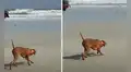 Joven lleva a su perro a la playa por primera vez y este intenta cazar gaviotas