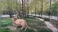 Hombre ingresa a jaula de enorme león, se aproxima y este tiene inesperada reacción [VIDEO]