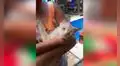 Mujer encuentra a pequeño gato abandonado, lo baña y lo acoge en su hogar