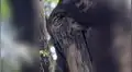 ¿Logras ver a la lechuza escondida en el árbol? El complicado reto visual que pocos logran resolver [FOTOS]