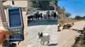 Perrito ovejero se hace viral luego de ‘pedir permiso’ para que su rebaño pueda seguir su camino