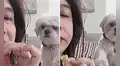 Perro tiene conmovedora reacción al ver que su dueña come sus alimentos sin invitarle [VIDEO]