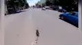 Hombre se cruza con pequeño perro en la carretera, lo persigue y logra salvarlo de milagro [VIDEO]  