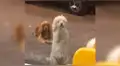 Vía Facebook: captan a perro callejero implora a jóvenes que le den de comer [VIDEO]