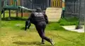 Hombre ingresa a la jaula de una pantera y juega de manera temeraria con depredador [VIDEO]
