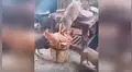 Gallina ayuda a perro para ‘robarse’ la comida de su amo al aprovechar su distracción [VIDEO] 