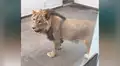 León se emociona al ver a hombre que lo cuidó de bebé