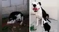 Perrita perdió a sus crías y su dueño adopta un cachorro para que esta deje de estar triste [FOTOS]