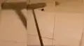 Vía Facebook: descubren algo terrorífico tras aplastar una enorme araña