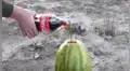 Arroja abundante Coca Cola y Mentos en el interior de sandía y ocurre erupción volcánica [VIDEO]