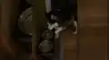 Perro despierta a su dueño en la madrugada para pedir que le sirva comida [VIDEO]