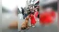 Niña conoce a un perro en la calle y se aferra a él para quedarse a su lado