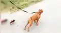 Chico adopta a perro callejero, lo saca a pasear por primera vez y este tiene emotiva reacción [VIDEO] 