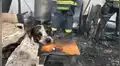 Perro callejero llora al ver que lugar donde dormía fue destruido en un incendio [VIDEO]