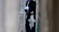 Perro queda atrapado entre dos paredes al huir de los ruidos de un desfile