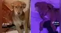 Perrito come ‘happy brownie’ por accidente y su reacción sorprende a miles