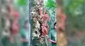 Jóvenes ingresan a extraño bosque y quedan aterrados al toparse con misteriosa criatura [VIDEO]