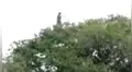 Es falso que la ‘llorona’ haya sido captada encima de un árbol en Colombia [VIDEO]