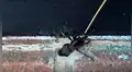 Se acerca a extraño agujero y surge criatura negra con enormes colmillos [VIDEO]