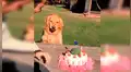 YouTube viral: hombre intenta quitarle la torta a su perro ‘cumpleañero’ y este enfurece 
