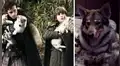 Game of Thrones: estos lobos huargos de los Stark están vivos [VIDEO]