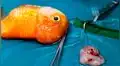 YouTube: pez tenía tumor en la cabeza y así fue su exitosa operación
