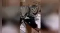 Gata callejera guía a joven hasta sus dos crías para que los adopte