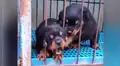 Perrito sufre porque su cabeza queda atorada en reja y su hermano llega al rescate [VIDEO]