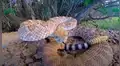 Turista acerca su cámara GoPro a letal serpiente y recibe brutal ataque [VIDEO]