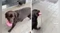 Perrito pasea a su dueño por la calle y se molesta cuando este no le hace caso