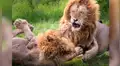 Leones pelean a muerte por una hembra y sucede lo inesperado [VIDEO] 